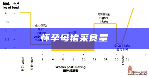 怀孕母猪采食量