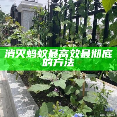 消灭蚂蚁最高效最彻底的方法