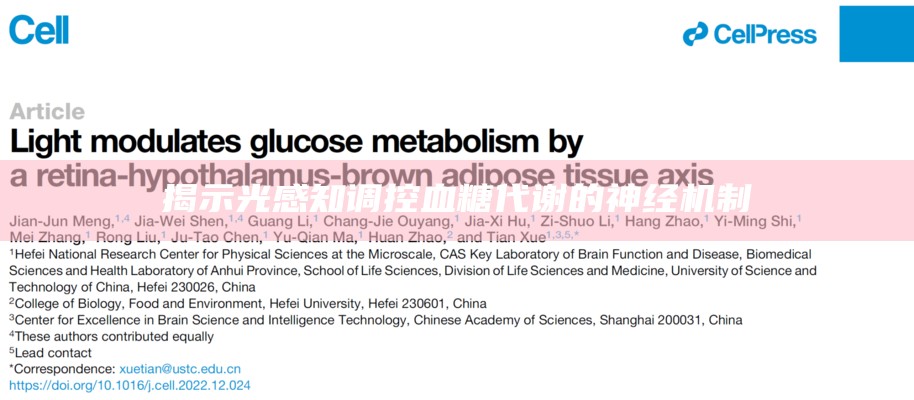 揭示光感知调控血糖代谢的神经机制