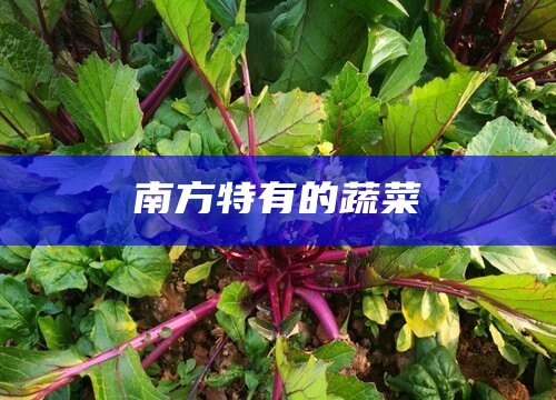 南方特有的蔬菜